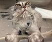 thumb-image-2024-02-29T14:01:36.122Z