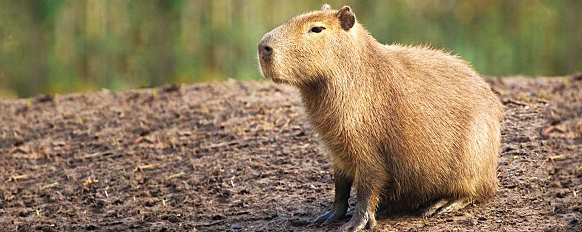 Jogo Capivara Clicker online. Jogar gratis