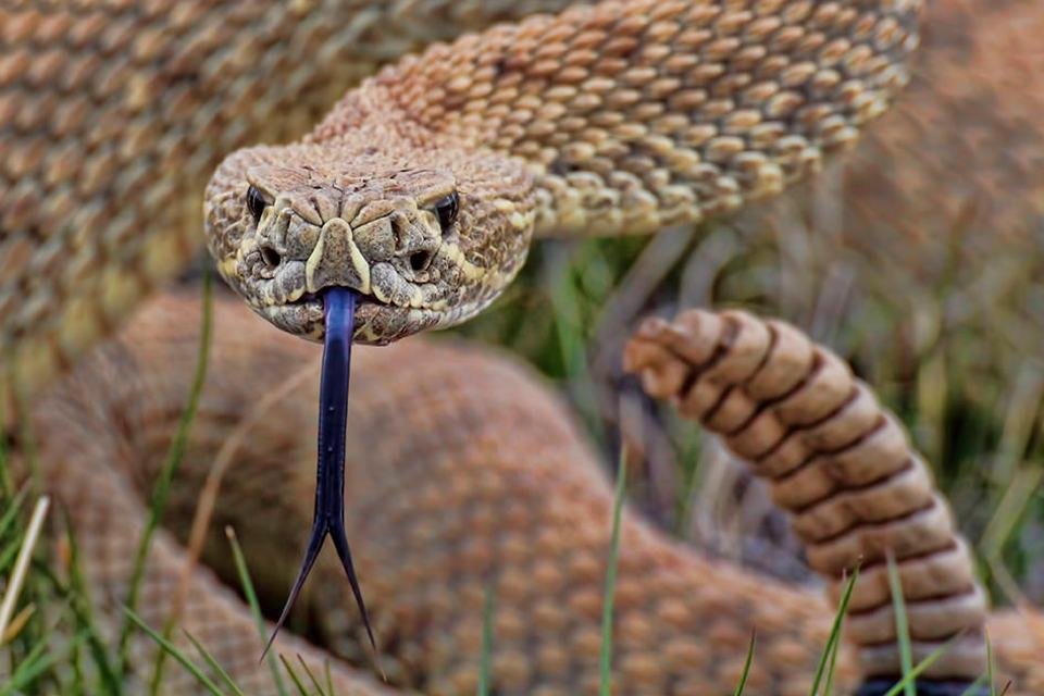 serpientes azul - Buscar con Google  Cobra de estimação, Fotos de cobras,  Belas cobras