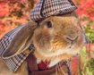 thumb-image-2024-02-29T14:01:41.765Z