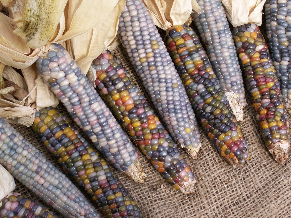 Milho colorido promete deixar as festas juninas ainda mais legais