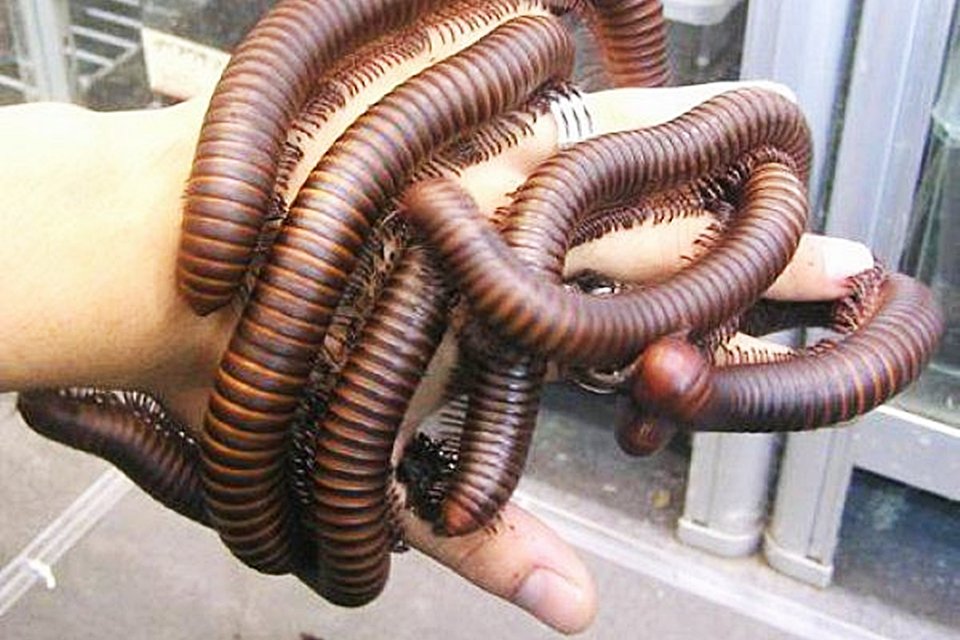 Imagem de 12 cenas que vão causar em você sofrimento por antecipação no megacurioso