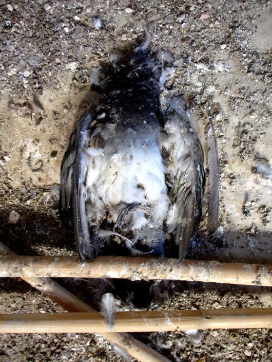 6 prisões abandonadas que causam arrepios