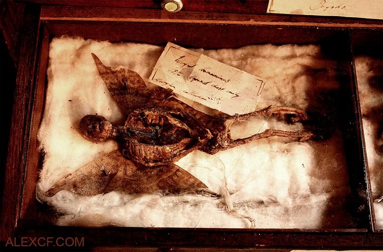 Esqueletos de criaturas fantásticas confundem pessoas