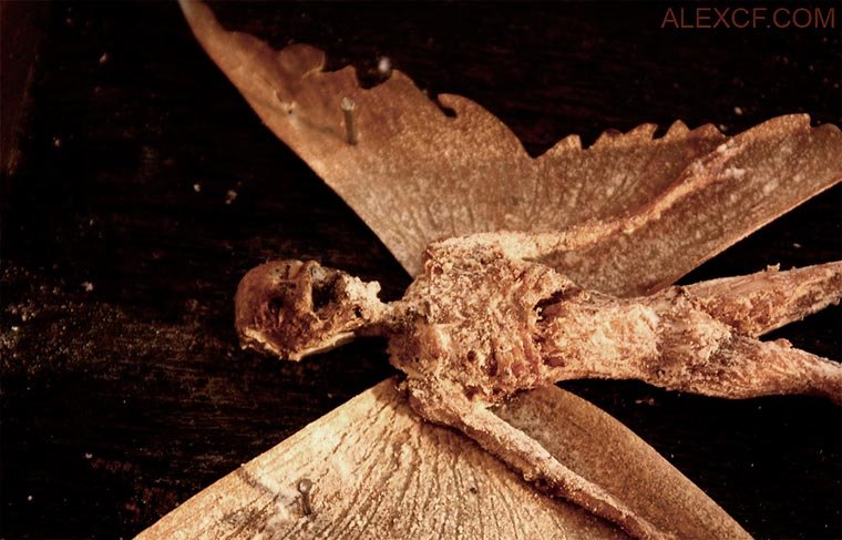 Esqueletos de criaturas fantásticas confundem pessoas