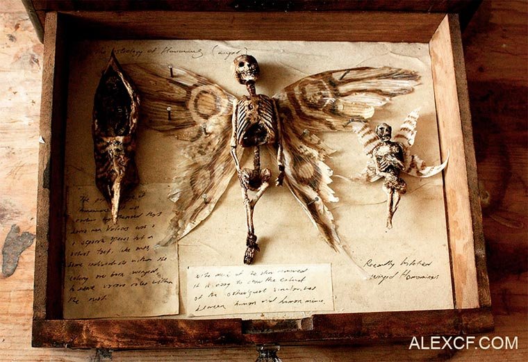Esqueletos de criaturas fantásticas confundem pessoas