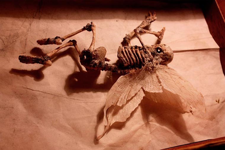 Esqueletos de criaturas fantásticas confundem pessoas