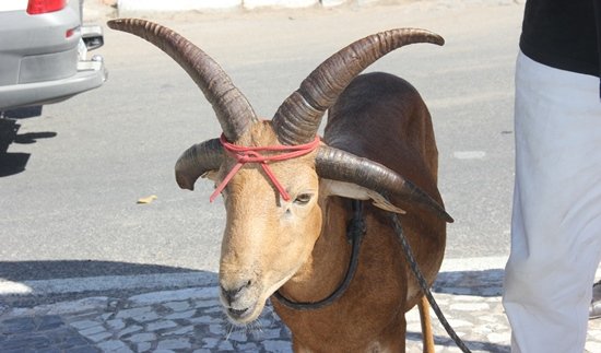 Bode com quatro chifres intriga moradores da Bahia
