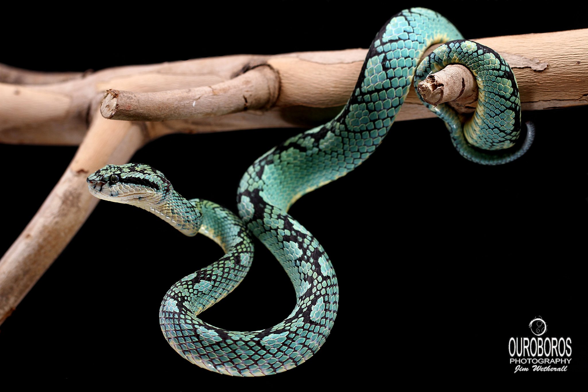 Cobras exóticas dos EUA são encontradas em casa no interior de SP
