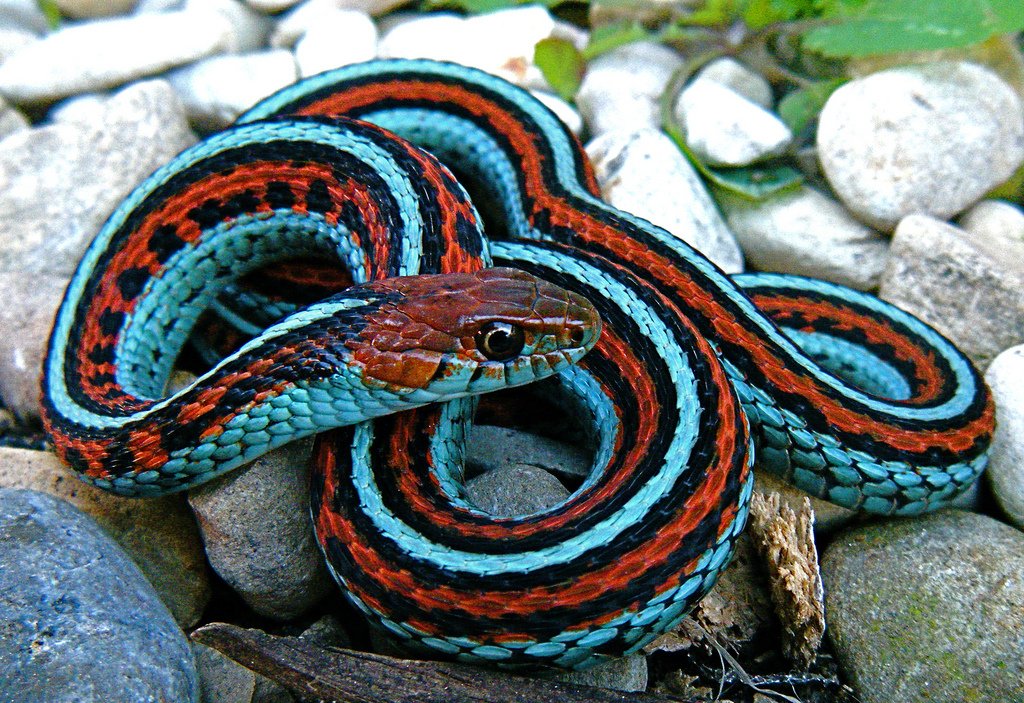 serpientes azul - Buscar con Google  Cobra de estimação, Fotos de cobras,  Belas cobras