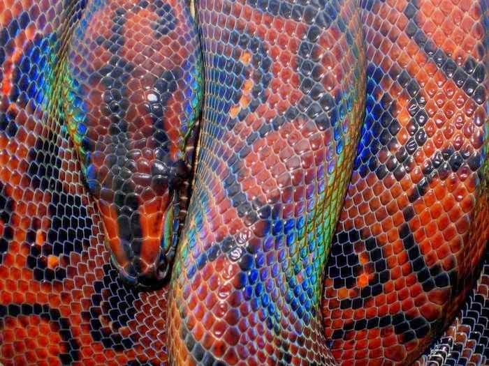 serpientes azul - Buscar con Google  Cobra de estimação, Fotos de cobras,  Belas cobras