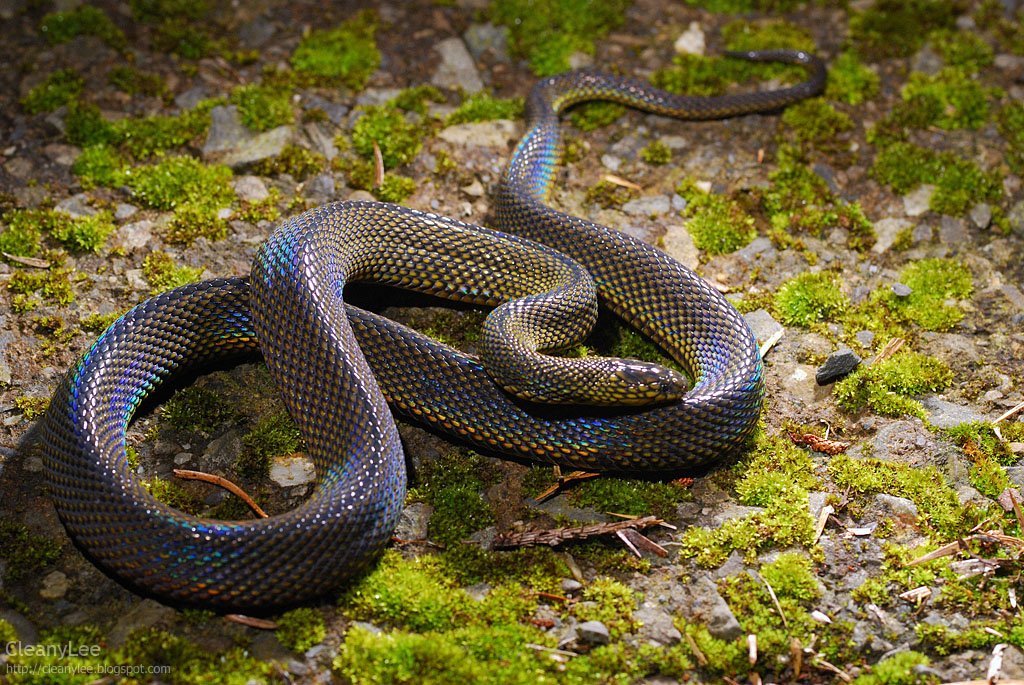 Conheça 9 espécies exóticas e belíssimas de cobras e serpentes - Mega  Curioso