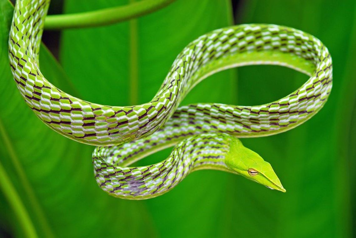 Serpentes de espécie exótica norte-americana são encontradas