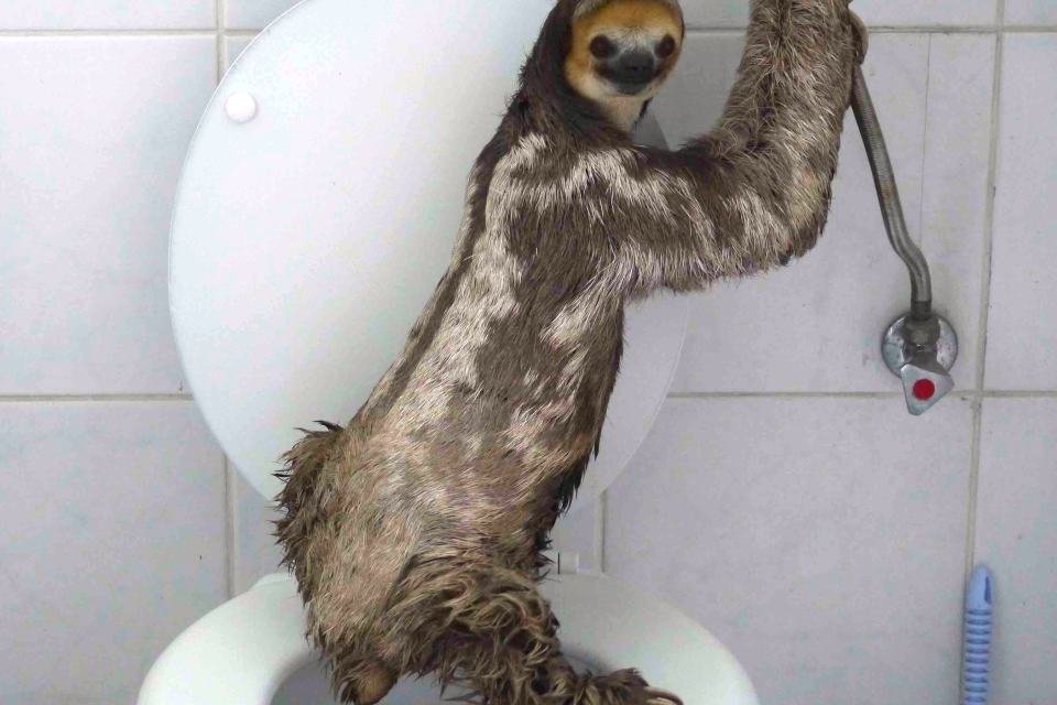 Imagem de Entenda por que os bichos-preguiça fazem cocô apenas uma vez por semana no megacurioso