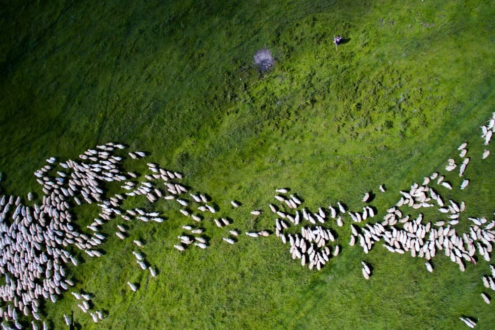 Rebanho de ovelhas na região central da Romênia, segundo lugar na categoria Natureza