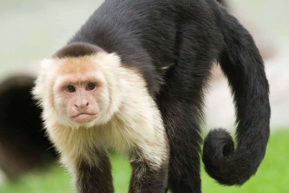 Macacos-prego brasileiros estão em sua própria 'idade da pedra' há