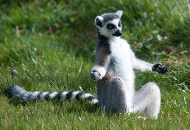 12 animais que praticam ioga melhor do que muita gente por aí - Mega