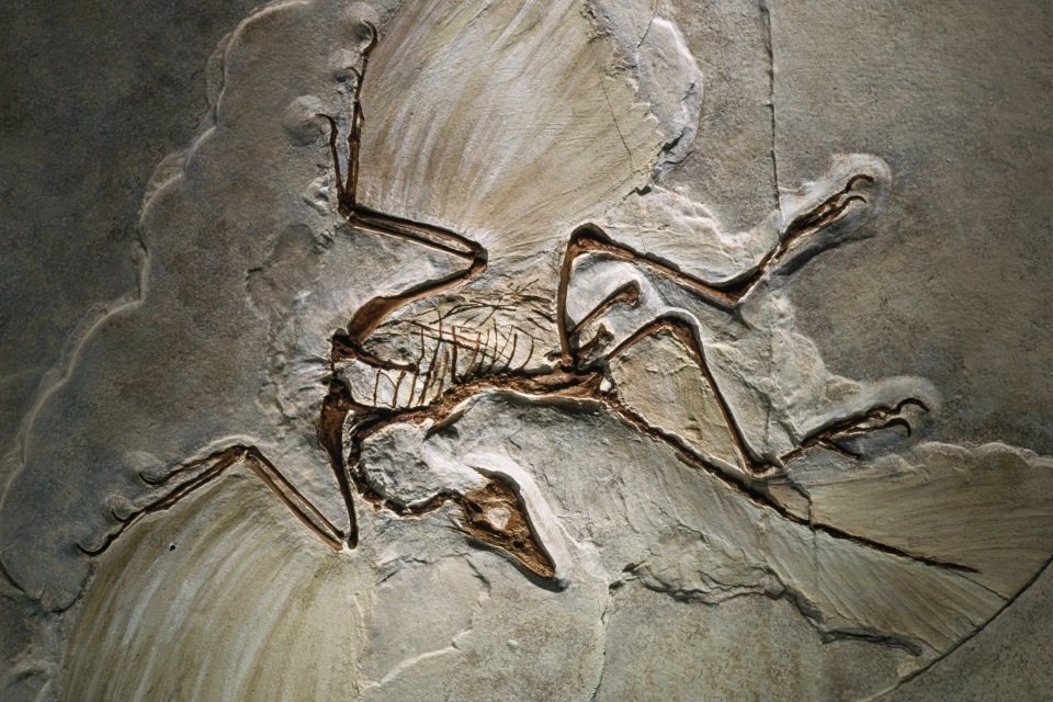 QQ SABER É SAÚDE Múmia de dinossauro recentemente descoberta é tão bem  preservada que até tem