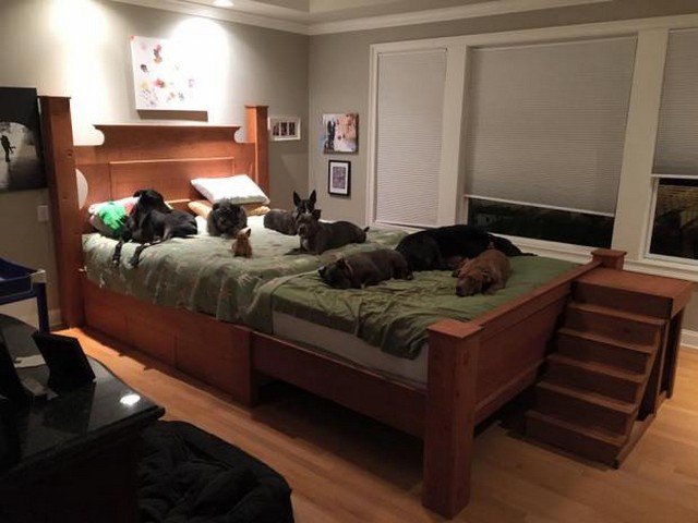 Este casal construiu uma cama gigantesca para dormir com seus 8 cachorros