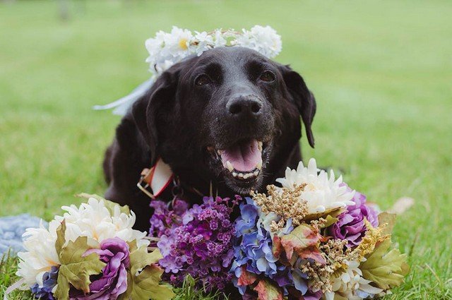 Cachorro fez questão de ir ao casamento da dona antes de morrer