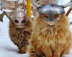 thumb-image-2024-02-29T14:02:02.234Z