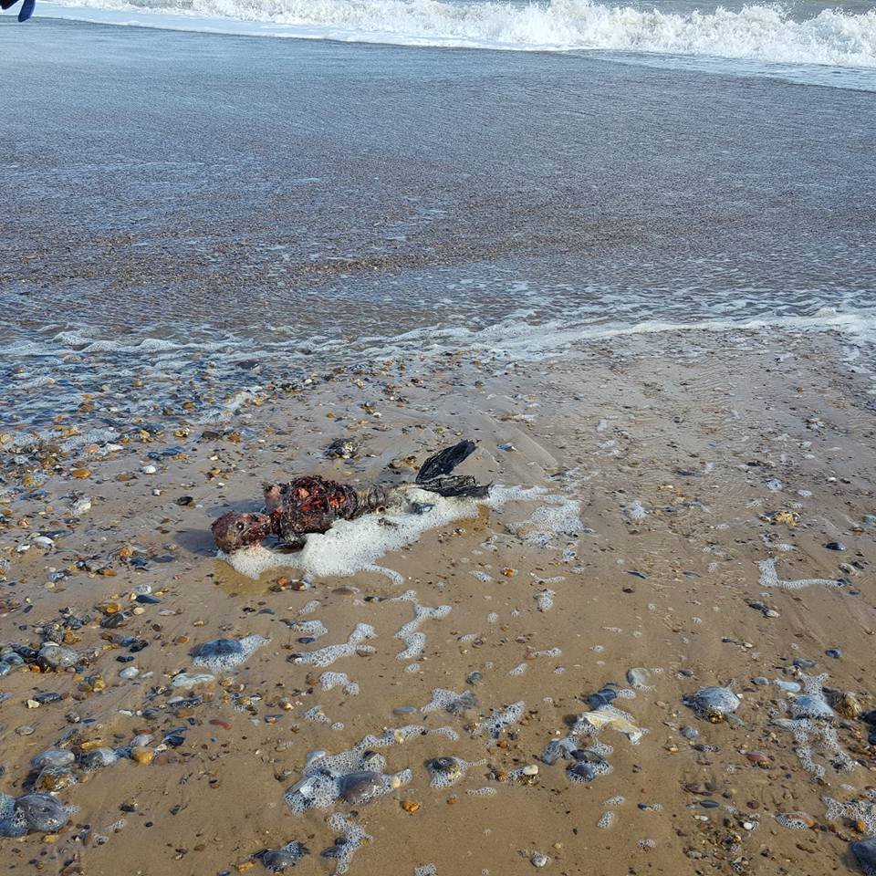 Ariel, é você? Corpo de sereia é encontrado na praia e divide opiniões