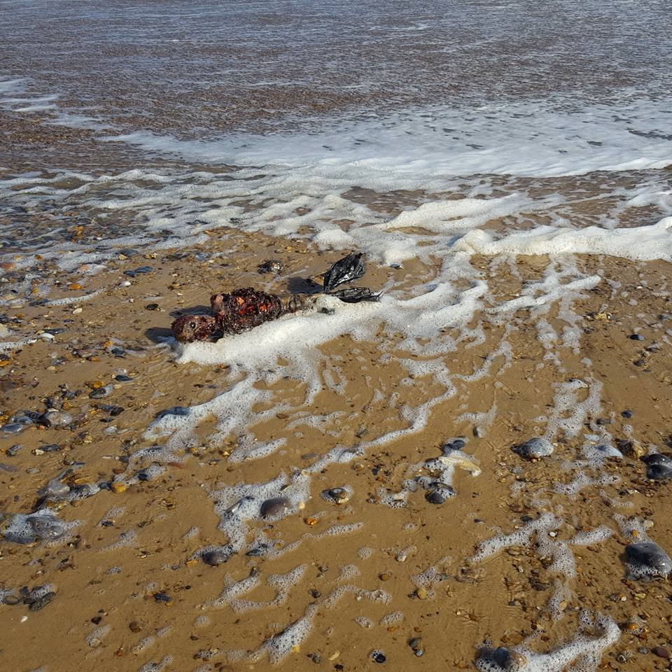 Ariel, é você? Corpo de sereia é encontrado na praia e divide opiniões
