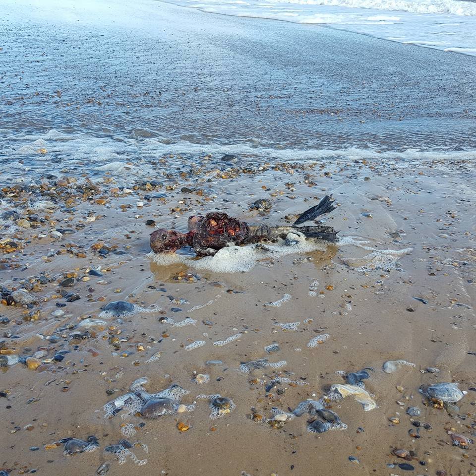 Ariel, é você? Corpo de sereia é encontrado na praia e divide opiniões