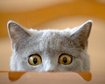 thumb-image-2024-02-29T14:02:03.767Z