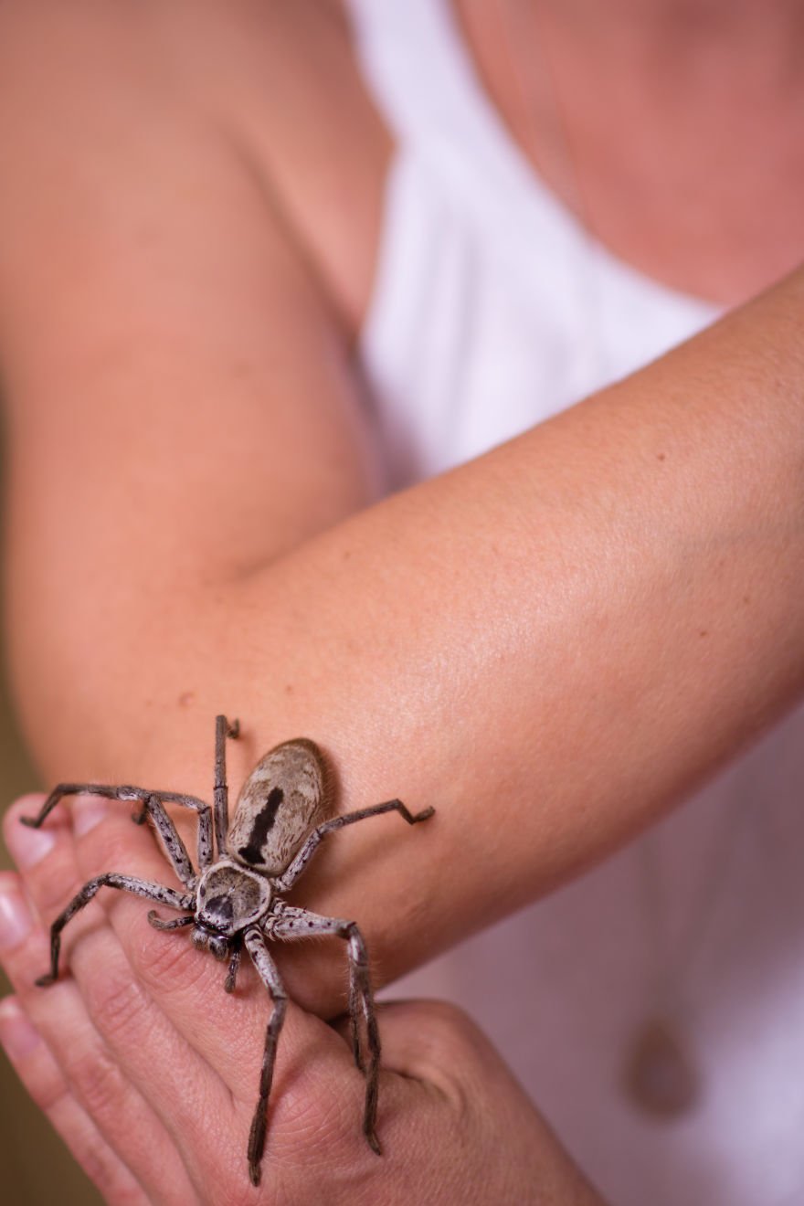 Estas fotos de uma mulher e suas 5 aranhas venenosas vão aterrorizar você