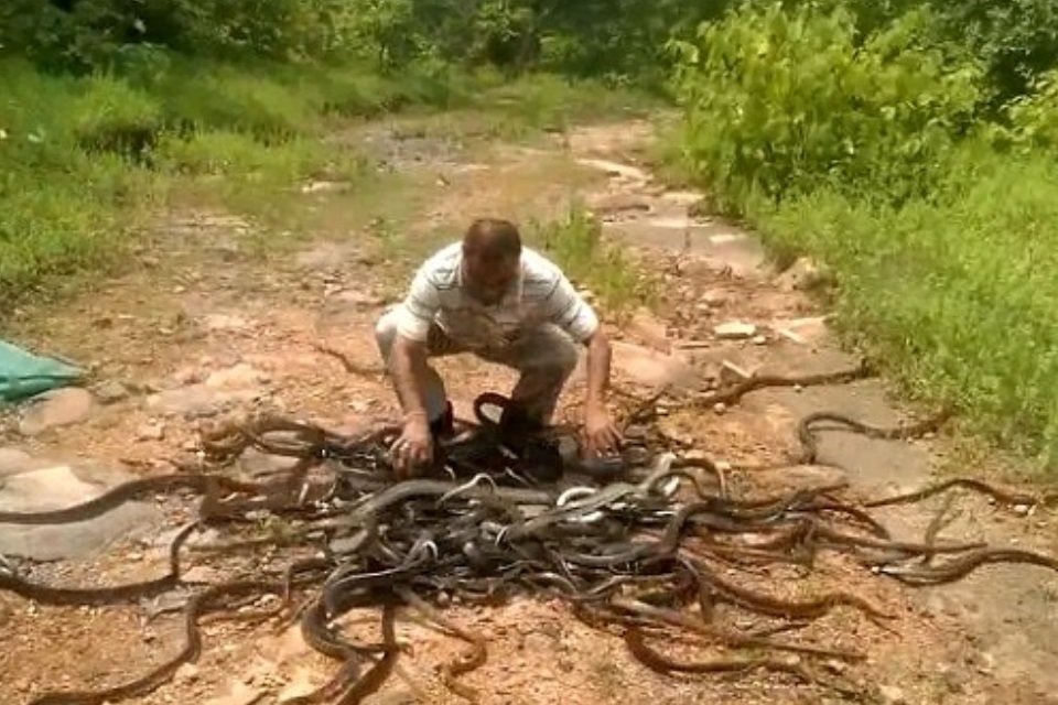 Imagem de Se você tem problemas com cobras, não veja este vídeo no megacurioso