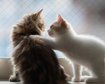 thumb-image-2024-02-29T14:02:05.082Z