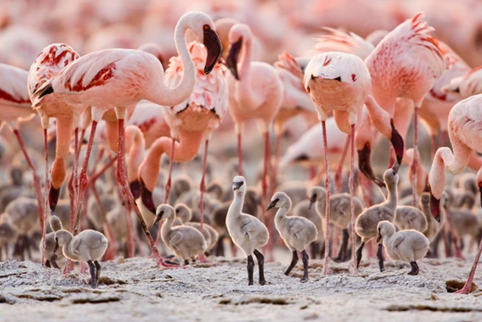 Lago dos best sale flamingos antix