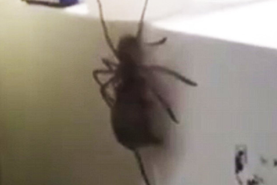 Aranha gigante carrega rato para ser seu almoço