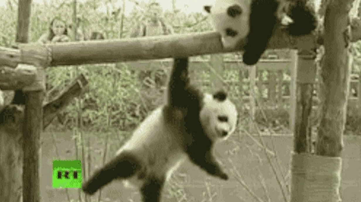 13 GIFs de pandas caindo, porque até nisso eles são fofinhos e divertidos -  Mega Curioso