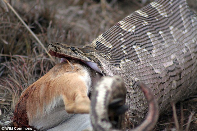 Agricultores matam cobra “gorda” e descobrem que ela estava cheia de ovos