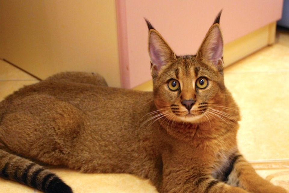 Gato mais raro do mundo pode custar quase R$ 80 mil - Mega Curioso