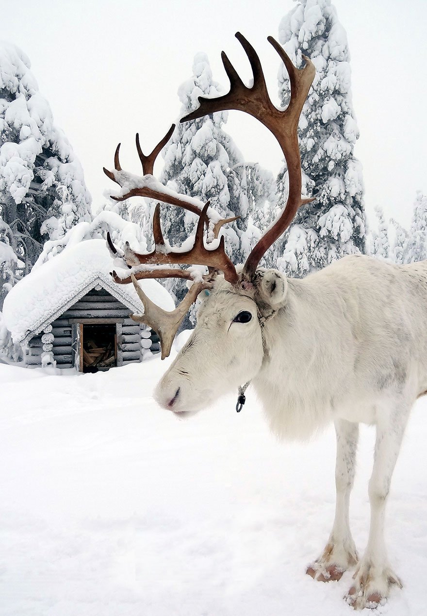 Lapônia: o lugar onde o Natal é ainda mais bonito