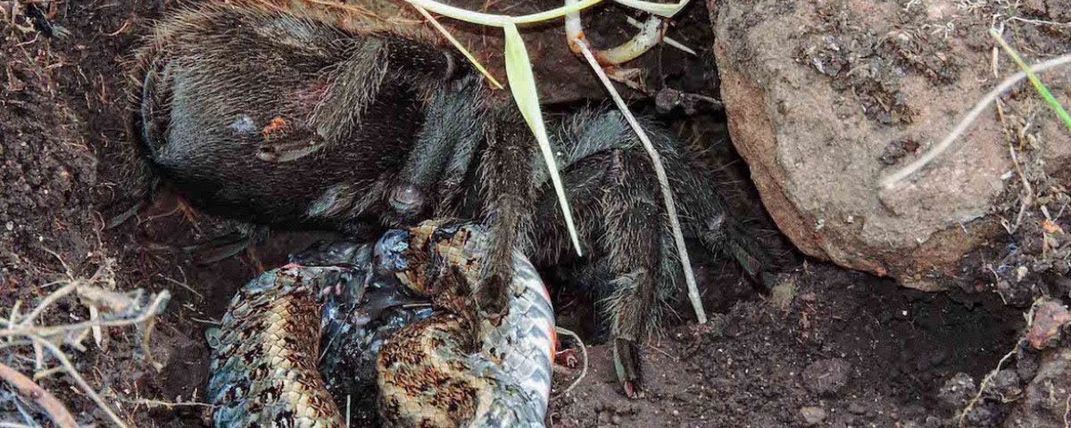 Vídeo flagra serpente azul devorando cascavel venenosa - Mega Curioso