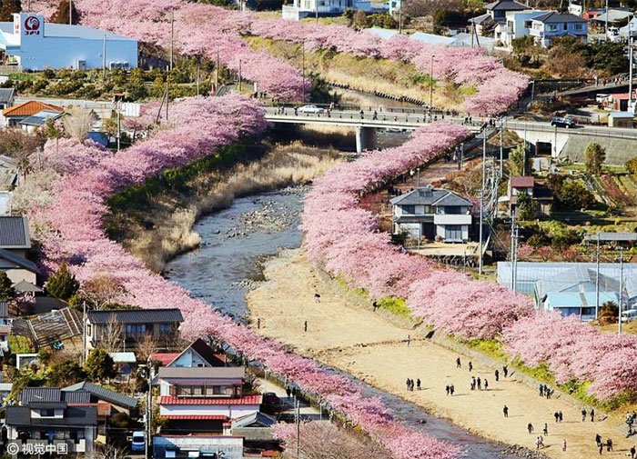 Sakuras: chegou, finalmente, a época das esplêndidas cerejeiras japonesas