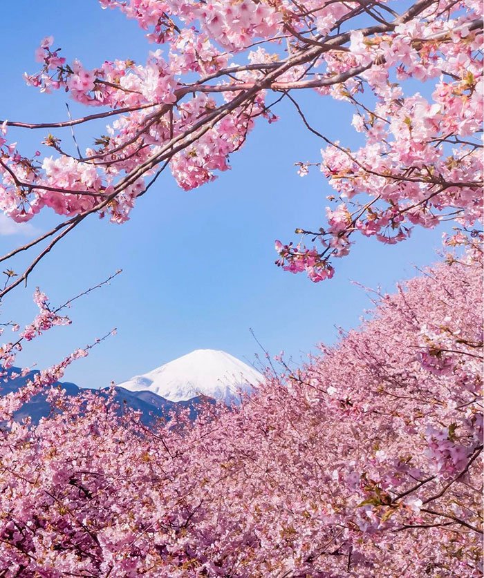 Sakuras: chegou, finalmente, a época das esplêndidas cerejeiras japonesas