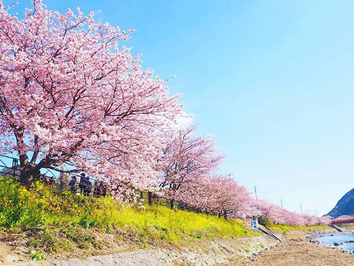 Sakuras: chegou, finalmente, a época das esplêndidas cerejeiras japonesas