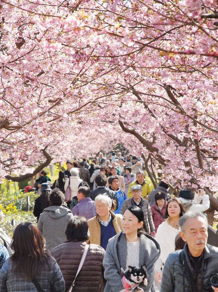 Sakuras: chegou, finalmente, a época das esplêndidas cerejeiras japonesas