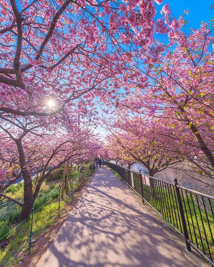 Sakuras: chegou, finalmente, a época das esplêndidas cerejeiras japonesas