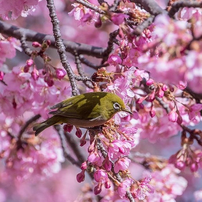 Sakuras: chegou, finalmente, a época das esplêndidas cerejeiras japonesas