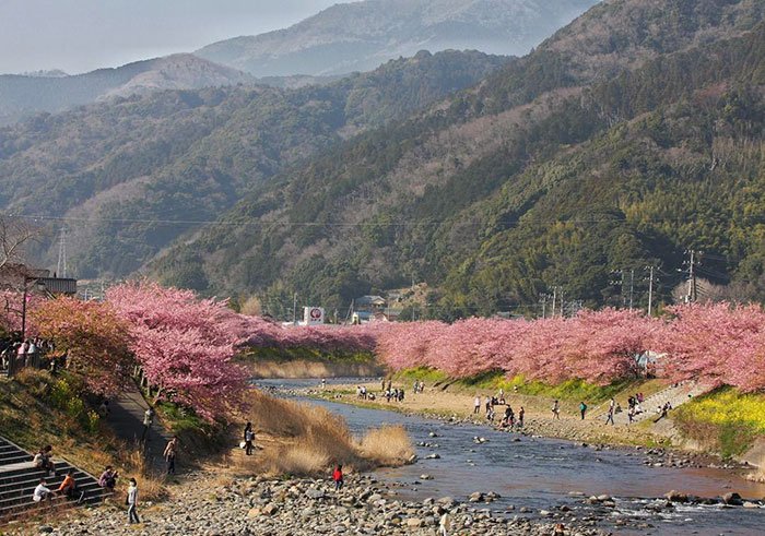 Sakuras: chegou, finalmente, a época das esplêndidas cerejeiras japonesas