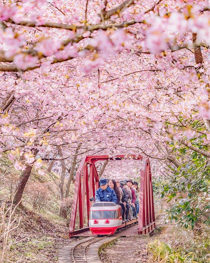 Sakuras: chegou, finalmente, a época das esplêndidas cerejeiras japonesas