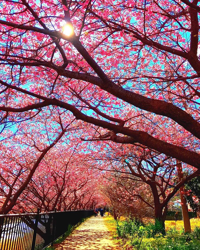Sakuras: chegou, finalmente, a época das esplêndidas cerejeiras japonesas