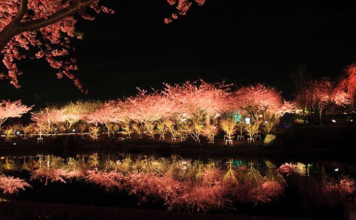 Sakuras: chegou, finalmente, a época das esplêndidas cerejeiras japonesas