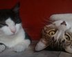 thumb-image-2024-02-29T14:02:20.266Z